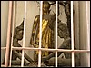 Thialand 12-03 106.jpg